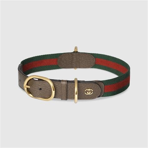 gucci collier|Gucci dog collection.